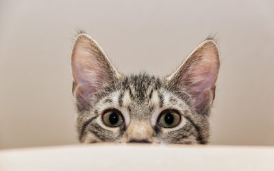 ¿Estoy obligado a declarar contra un familiar? 4 cuestiones fundamentales